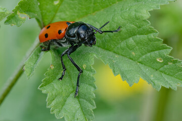 Leaf beetle (Lachnaia tristigma) on a leaf