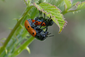 Mating of Leaf beetles (Lachnaia tristigma) on a leaf