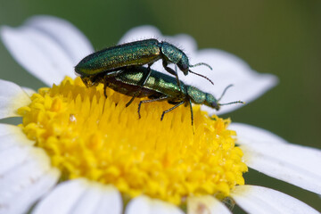 Soft-winged flower beetle (Psilothrix viridicoerulea) on a flower
