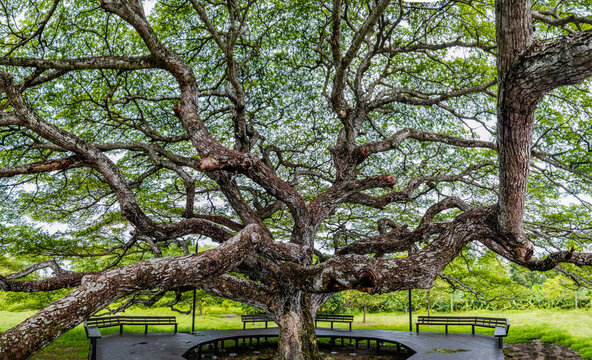 Wooden bench around the large green trees, Tranquil atmosphere under the trees, Walkway around the large tree, Tropical big old tree truck with green  nature leaves in summer, A lot of branches leaves