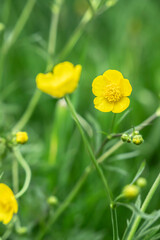 Buttercup (Ranunculus acris) on flower meadow.