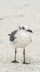 Laughing Gull standing on top of a sandy beach close up