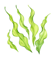 Watercolor green seaweed set. Transparent fresh sea plant isolated on white. Realistic botanical illustrations collection. Hand painted underwater grass