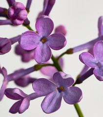 Fototapeta na wymiar lilac flower growing on white background