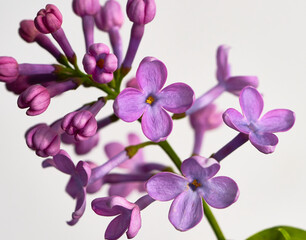 lilac flower growing on white background