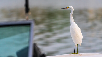 Snowy egret standing on boat next to intercoastal waterway in Florida, U.S.A.