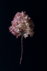 beautiful hydrangea flower on a dark background. pink-red color of dry flower. shabby chic style,...