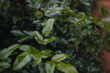Close up image of orange autumn leaves at soft light.