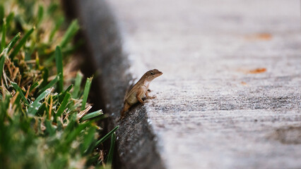 A small lizard sits on the edge of a sidewalk in close up