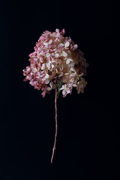 beautiful hydrangea flower on a dark background. pink-red color of dry flower. shabby chic style, flat lay