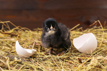 small chick and egg shells are on the hay on a rustic wooden background.