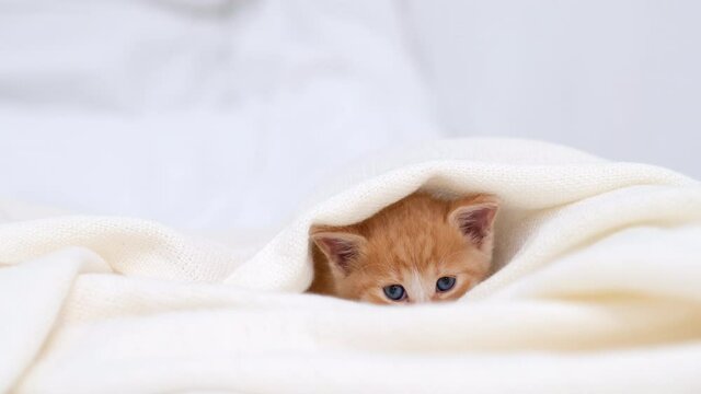 4k Small ginger striped domestic playful kitten crawls out from under the blanket. Red cat hiding under white blanket on bed at home.Kitten looking at camera