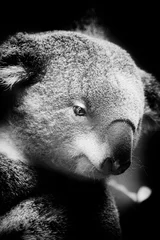 Foto op Plexiglas koala © 3ric