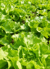 Close up picture of organic lettuce on a field, selective focus.