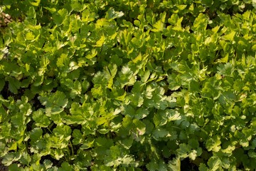 Fototapeta na wymiar Organic Coriander Leaves in Cultivated in Farmland with Selective Focus in Horizontal Orientation, Also Known as Dhania or Cilantro
