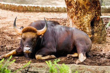 Obraz premium Lone Buffalo in Trivandrum