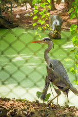 Lone Heron in Trivandrum