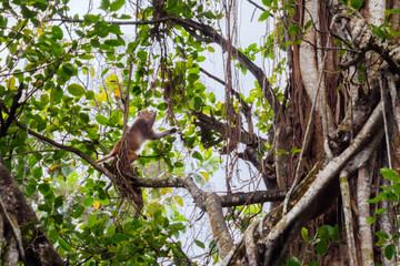 Monkey in Trivandrum