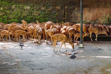 Spotted Deer herd in a Zoo in Trivandrum
