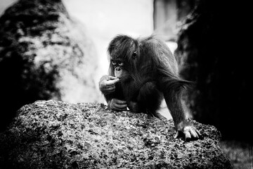 Singe
