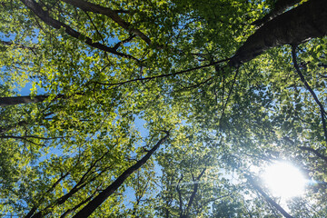 green forest in spring time
