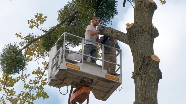Two male service workers cutting down big tree branches with chainsaw from high chair lift platform.