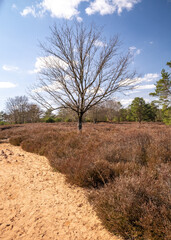 Tree in the bushes with blue sky in the background