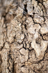 Baumrinde Olivenbaumrinde Nahaufnahme
