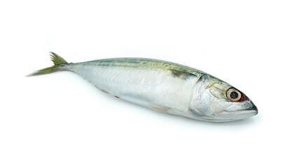 Fresh Short-bodied mackerel fish, Isolated on white background