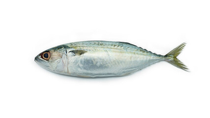 Fresh Short-bodied mackerel fish, Isolated on white background