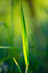 Blatt im Sonnenlicht