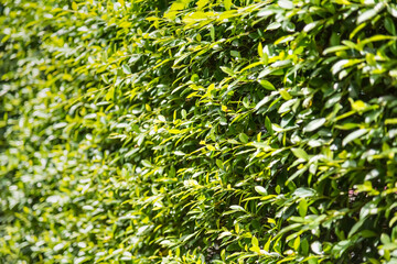 Wall of decorative plants of separation in the garden.Thailand