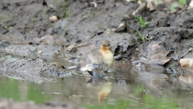 The red-breasted flycatcher bird, Ficedula parva, taking a bath