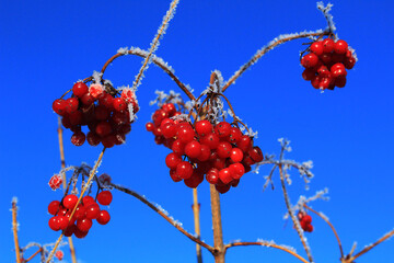 november, the first frosts in the Urals and nature-artist