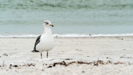 Laughing Gull standing on top of a sandy beach close up along shore