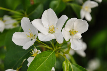 white apple flowers 