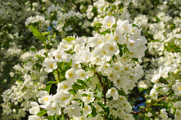 white apple flowers 