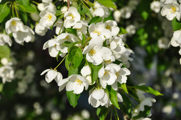 white apple flowers 