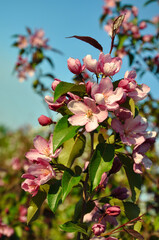 apple flowers of trees in the garden