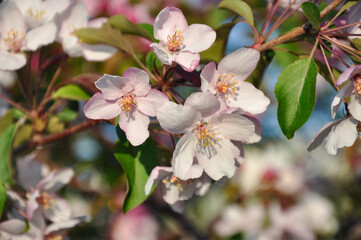 Fototapeta na wymiar apple flowers of trees in the garden