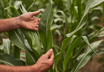 Crop farmer examining corn plant