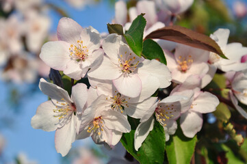 Obraz premium apple flowers of trees in the garden