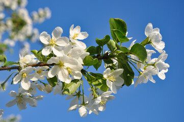 white apple flowers of trees in the garden