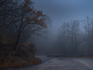the morning autumn forest road in the fog