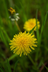 Yellow dandelions on a background of green grass close up vertically