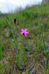Kartäusernelke // Carthusian pink (Dianthus carthusianorum)