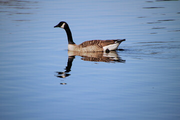 A view of a Canada Goose on the water