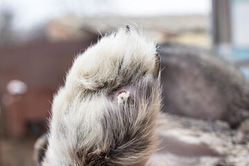 Pododermatitis in a rabbit on a paw is a disease, dermatitis, an inflamed corns with a purulent...