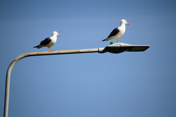 A pair of Herring Gulls on a street light