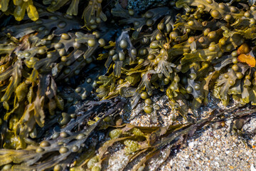 Algues brunes à marée basse, fixées sur des rochers en Bretagne.	